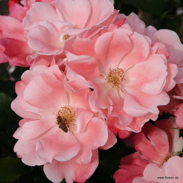 ROSEROMANTIC® ROSEROMANTIC®